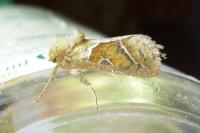 Triodia sylvina