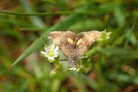 Panemeria tenebrata