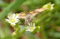 Panemeria tenebrata