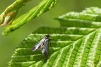 Adela reaumurella