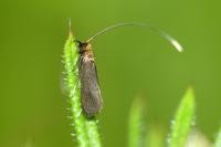 Cauchas rufimitrella
