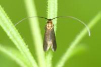 Cauchas rufimitrella