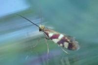 Micropterix schaefferi