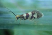 Micropterix rothenbachii