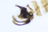 Micropterix schaefferi
