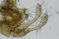 Micropterix rothenbachii