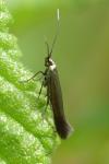 Monochroa tenebrella