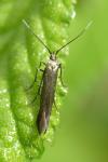 Monochroa tenebrella