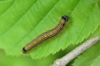 Malacosoma neustria