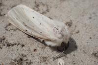 Spilosoma lubricipeda
