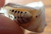 Spilosoma lubricipeda