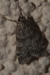 Eudonia mercurella