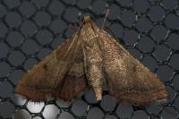Endotricha flammealis
