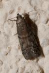 Ephestia welseriella