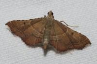 Endotricha flammealis