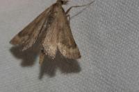 Synaphe punctalis