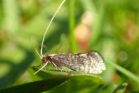 Nematopogon robertella