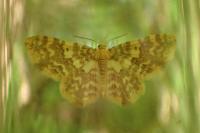 Hydrelia flammeolaria