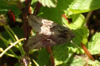 Autographa gamma