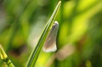 Elachista argentella