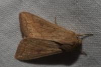 Mythimna vitellina
