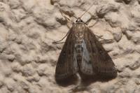 Parapoynx stratiotata