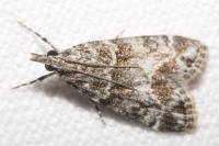 Eudonia lacustrata