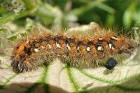 Euplagia quadripunctaria