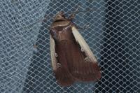 Ochropleura plecta