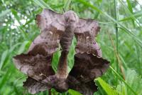 Laothoe populi