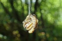 Yponomeuta evonymella