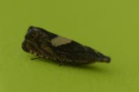 Dichrorampha petiverella
