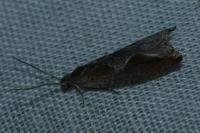 Ancylis diminutana