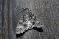 Acronicta megacephala