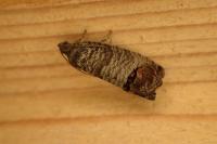 Cydia pomonella