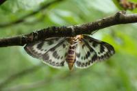 Anania hortulata