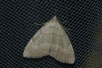 Pechipogo strigilata