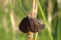 Odezia atrata