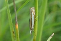 Crambus pascuella