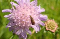 Nemophora metallica