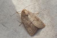 Hoplodrina ambigua