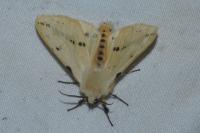 Spilarctia lutea