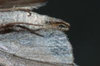 Aplocera plagiata