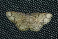 Stegania cararia