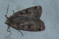 Xestia triangulum