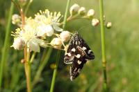 Eurrhypis pollinalis