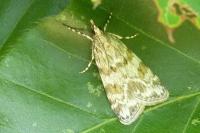 Scoparia