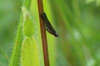 Monochroa tenebrella