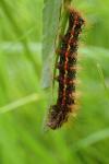 Acronicta rumicis