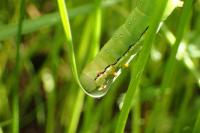 Xylena vetusta